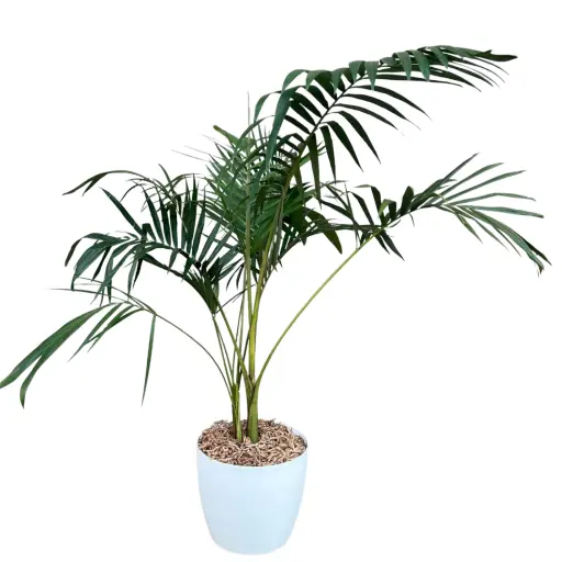 Planta areca xl